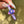 Load image into Gallery viewer, Flower Blade Pendant Dark Purple