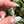 Load image into Gallery viewer, Pastel Rainbow Dichro Flower Pendant Mint