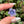 Load image into Gallery viewer, Purple Dichro Flower