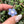 Load image into Gallery viewer, Pastel Rainbow Dichro Flower Light Periwinkle