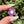 Load image into Gallery viewer, Pastel Rainbow Dichro Flower Spring Purple