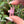 Load image into Gallery viewer, Mini Spinner Flower Pendant Pastel Pinks