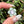 Load image into Gallery viewer, Pastel Rainbow Dichro Flower Pendant Mint