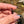 Load image into Gallery viewer, Tiny Electrum Flower Charm #2