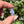 Load image into Gallery viewer, Pastel Rainbow Dichro Flower Light Periwinkle