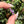 Load image into Gallery viewer, Pastel Rainbow Dichro Flower Spring Purple