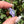Load image into Gallery viewer, Pastel Rainbow Dichro Flower Purple Satin