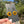 Load image into Gallery viewer, Sunflower Earrings #3
