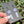 Load image into Gallery viewer, Flower &amp; Crystal Point Earrings Rose Quartz
