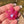 Load image into Gallery viewer, Sparkly Canna Leaf Telemagenta
