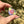 Load image into Gallery viewer, Sparkle Moon Spinner Purple &amp; Pink (CFL leaves)

