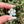 Load image into Gallery viewer, Pastel Rainbow Dichro Flower Pendant Mint
