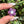 Load image into Gallery viewer, Pastel Rainbow Dichro Flower Spring Purple
