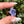 Load image into Gallery viewer, Purple Dichro Flower
