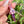 Load image into Gallery viewer, Flower Blade Pendant Telemagenta
