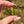 Load image into Gallery viewer, Mini Canna Leaf Pendant Green
