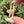 Load image into Gallery viewer, Mini Spinner Flower Pendant Serendipity CFL
