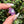 Load image into Gallery viewer, Pastel Rainbow Dichro Flower Spring Purple
