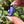 Load image into Gallery viewer, Mini Spinner Flower Pendant Hyacinth
