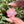 Load image into Gallery viewer, Mini Spinner Flower Pendant Pastel Pinks
