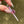 Load image into Gallery viewer, Flower Blade Pendant Pink &amp; Purple
