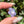 Load image into Gallery viewer, Pastel Rainbow Dichro Flower Purple Satin
