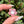 Load image into Gallery viewer, Pastel Rainbow Dichro Flower Pendant Blush
