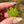 Load image into Gallery viewer, Mini Canna Leaf Pendant Green
