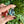 Load image into Gallery viewer, Moonflora Spinner Pendant - Blue Stardust
