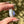 Load image into Gallery viewer, Sparkle Moon Spinner White &amp; Periwinkle (CFL leaves)
