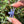 Load image into Gallery viewer, Mini Spinner Flower Pendant Periwinkle Purple
