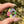 Load image into Gallery viewer, Sparkle Moon Spinner Purple &amp; Pink (CFL leaves)
