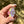 Load image into Gallery viewer, Sparkle Moon Spinner Purple &amp; Pink (CFL leaves)
