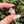 Load image into Gallery viewer, Pastel Rainbow Dichro Flower Pendant Blush
