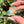 Load image into Gallery viewer, Mini Spinner Flower Pendant Pastel Rainbow
