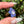 Load image into Gallery viewer, Pastel Rainbow Dichro Flower Pendant Periwinkle
