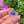 Load image into Gallery viewer, Cubic Zirconia Flower Pendant Wildberry and Purple Satin
