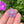 Load image into Gallery viewer, Cubic Zirconia Flower Pendant Blush and Purple Satin
