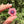 Load image into Gallery viewer, Mini Spinner Flower Telemagenta &amp; Blush
