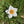Load image into Gallery viewer, Sparkly Spinning Flower Pendant - Daisy with Zirconia center
