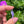Load image into Gallery viewer, Cubic Zirconia Flower Pendant Purple Satin
