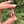 Load image into Gallery viewer, Mini Spinner Flower Telemagenta &amp; Blush
