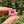Load image into Gallery viewer, Mini Spinner Flower Telemagenta &amp; Blush
