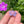 Load image into Gallery viewer, Cubic Zirconia Flower Pendant Blush and Purple Satin
