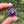 Load image into Gallery viewer, Mini Spinner Flower Pendant Royal Jelly &amp; Wildberry Satin
