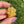 Load image into Gallery viewer, Mini Spinner Flower Pendant Golden Yellow
