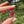 Load image into Gallery viewer, Mini Spinner Flower Pendant Telemagenta and Peach Opal
