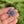 Load image into Gallery viewer, Mini Spinner Flower Pendant Pastel Blue and Lavender
