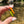 Load image into Gallery viewer, Sunflower Glass Pendant with Leaf 3
