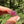 Load image into Gallery viewer, Mini Spinner Flower Pendant Telemagenta and Peach Opal
